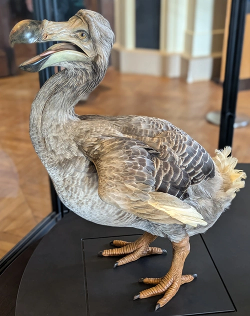 dodo reconstruction in National Museum of Natural History in Paris, France