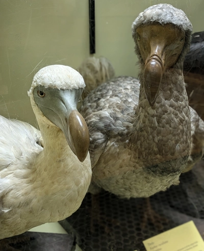 dodo recreations in Tring museum