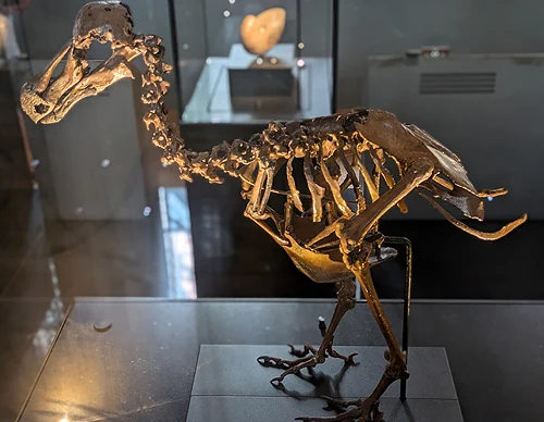 dodo skeleton