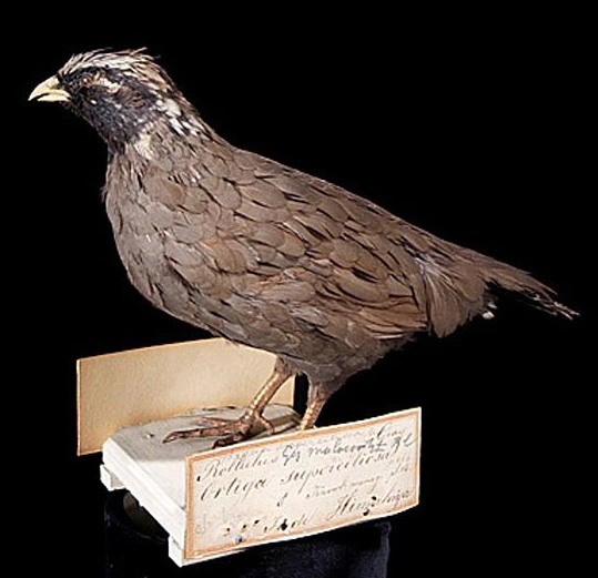 Himalayan quail in Leiden; Netherlands