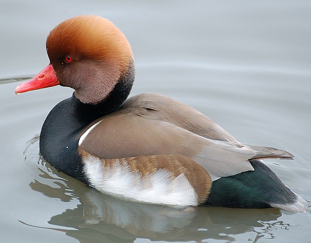 red-crested pochard (Netta rufina) 