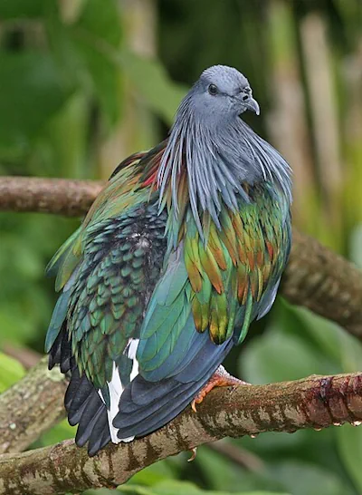 Nicobar pigeon (Caloenas nicobarica)