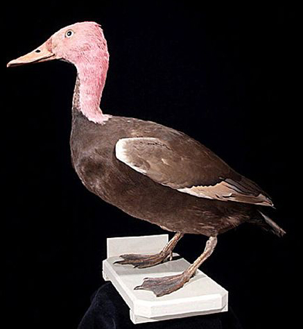 pink-headed duck Naturalis Biodiversity Center Leiden, Netherlands