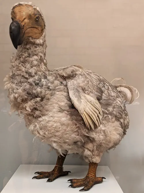 one of many extinctions: dodo at natural history museum in London