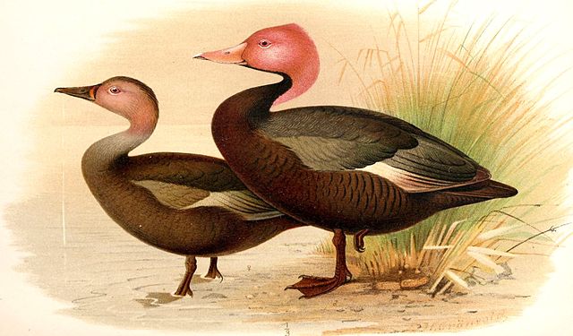 pink-headed duck