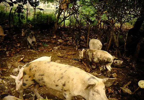 pigs on the island of Tongatapu