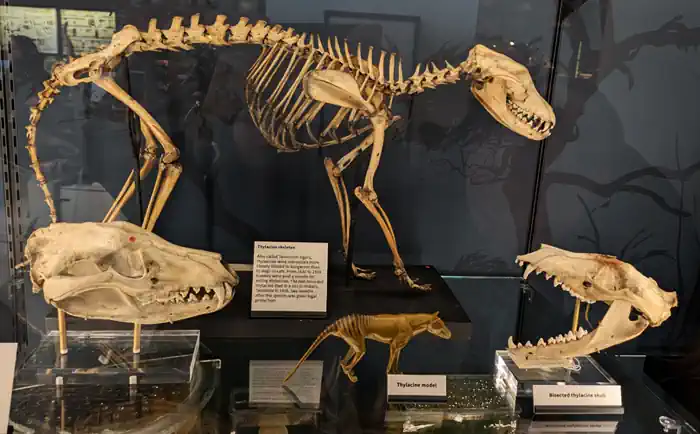 thylacine at UCL Grant Museum in London