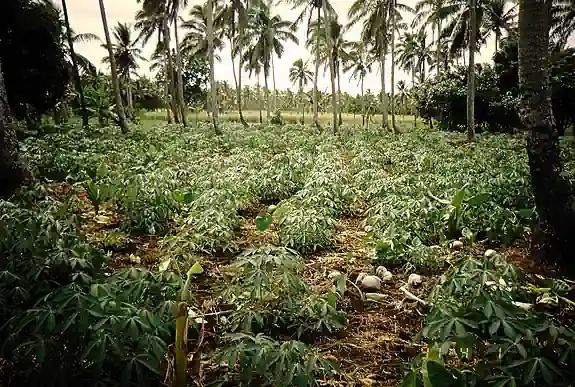 Tongatapu forest