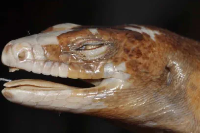 Tonga ground skink