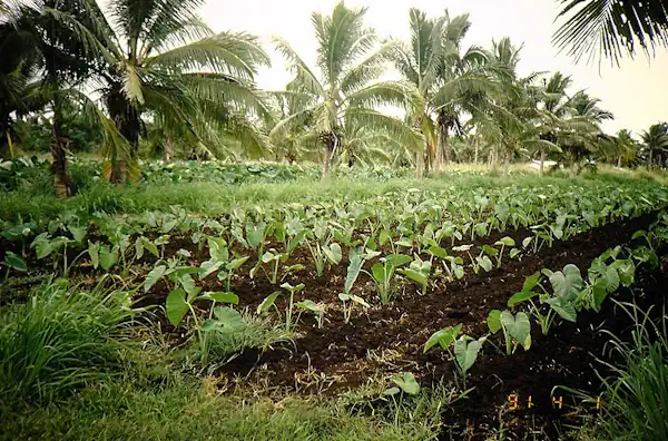 Agriculture of Tonga