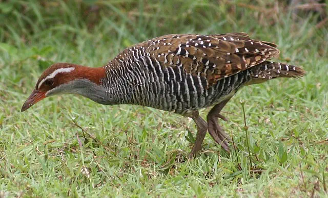 Buff-banded Rail ecaudata