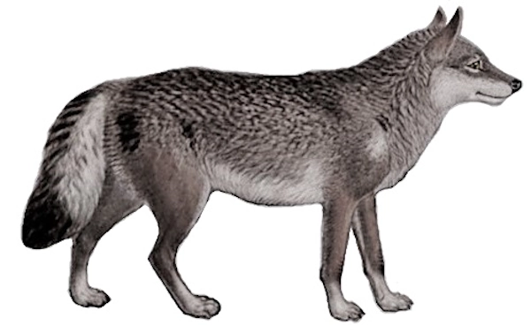 Hokkaido Wolf Canis lupus hattai