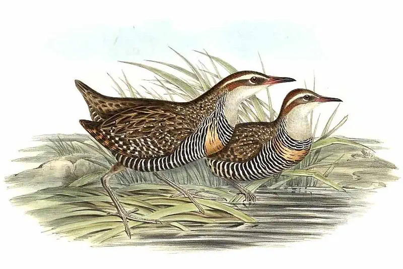 Gallirallus philippensis by John Gould - Tongatapu Rail and buff-banded rail often considered synonymous