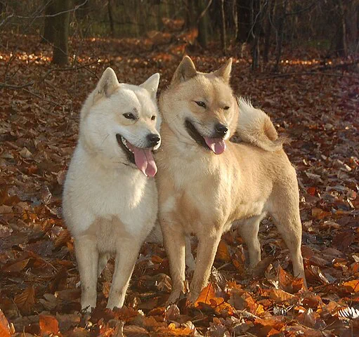 Hokkaido dogs