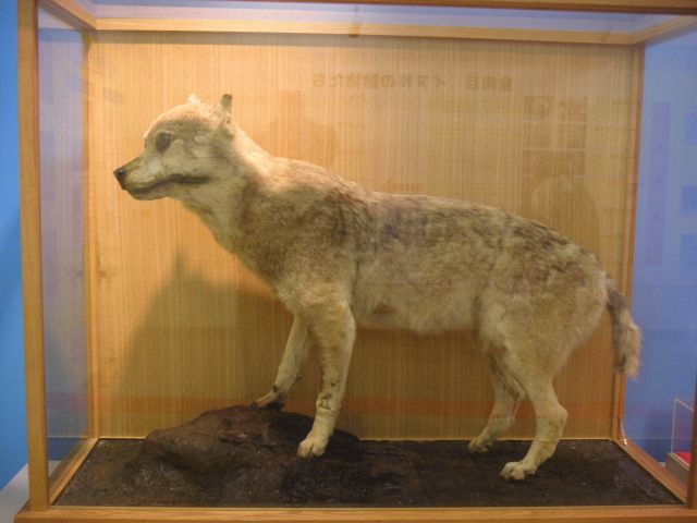 Japanese wolf at museum