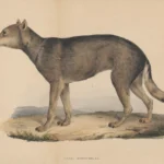 Japanese wolf or Honshu wolf