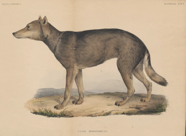 Japanese wolf or Honshu wolf