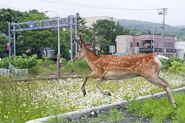 Yezo sika deer running away