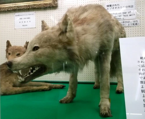 Yezo wolf at Hokkaido University