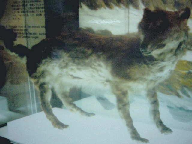 Hokkaido wolf at Hokkaido Museum