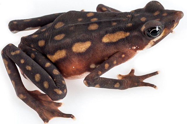 Atelopus longirostris