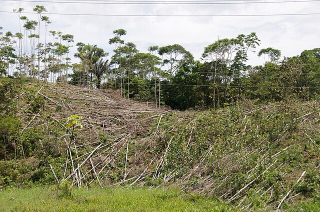 Deforestation in Ecuador - the home of Pristimantis ruidus