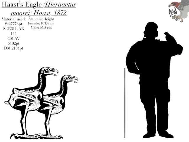 Haast’s eagle skeletal reconstruction