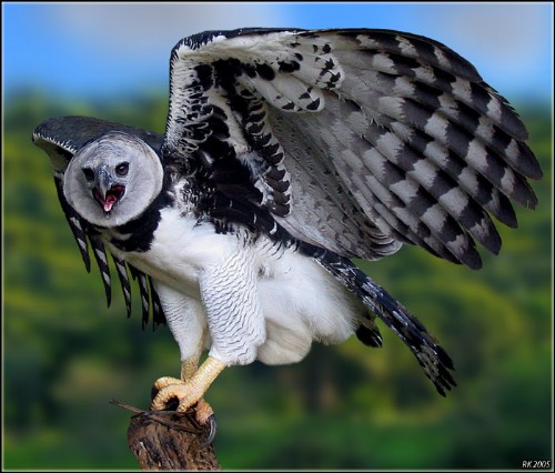 harpy eagle