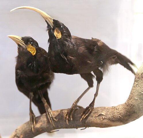 Huia pair (Heteralocha acutirostris)