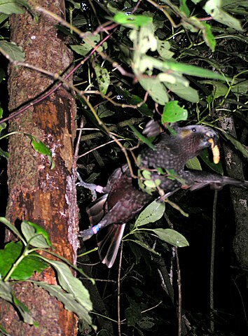 Kaka feeding on huhu grub