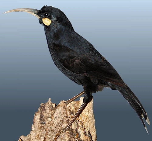 Huia (Heteralocha acutirostris) extinct bird - New Zealand