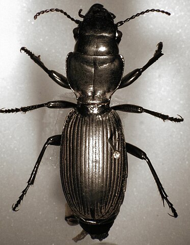 Mecodema oconnori belongs to the same genus as the Stephens Island weevil