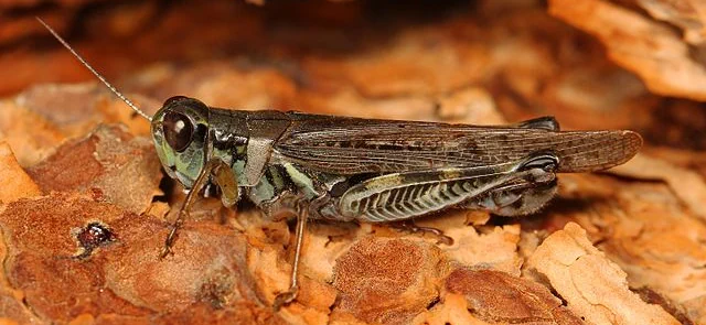 Rocky Mountain Locust / Grasshopper (Melanoplus spretus)