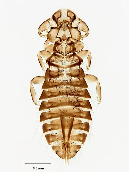 Rallicola extinctus