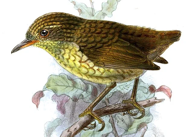 Xenicus insularis Keulemans