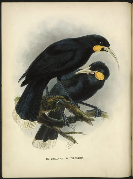 Huia (Heteralocha acutirostris) extinct bird - New Zealand