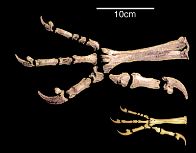 Size comparison: Talons of a Haast's eagle and a little eagle