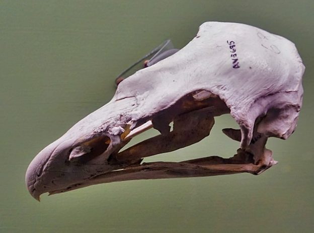 Haast's eagle skull