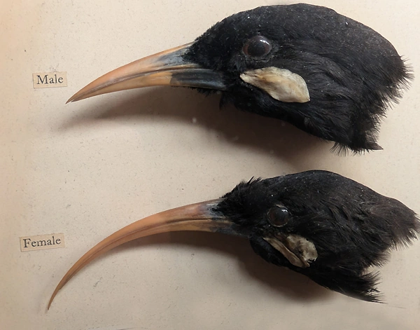 Huia (Heteralocha acutirostris) extinct bird - New Zealand