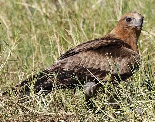 little eagle Hieraaetus morphnoides