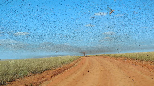 locust swarm